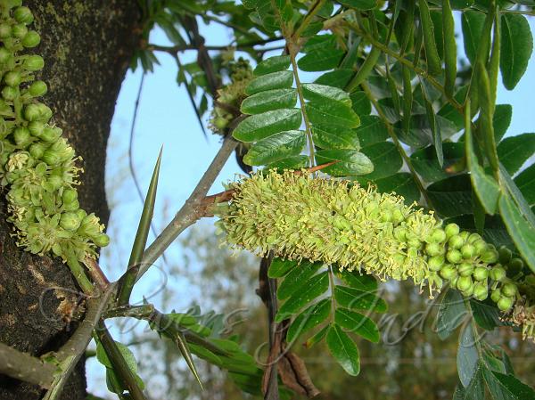 Honey Locust